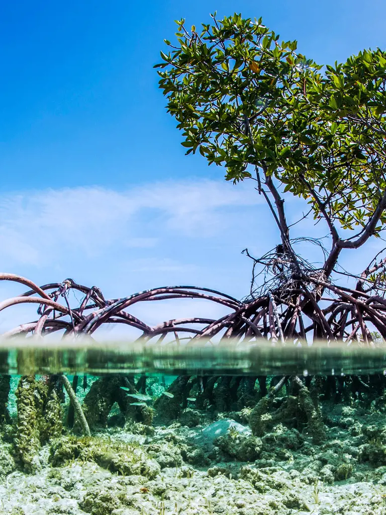 Seaweed