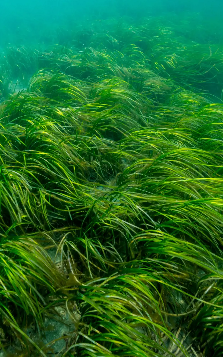 eelgrass和seawed可成为新森林抗御气候变化
