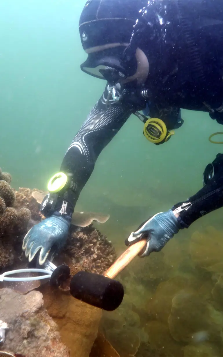 A delicate journey: Coral relocation supports sustainable port development in Singapore