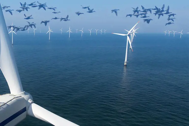 Birds migrating over offshore wind farm