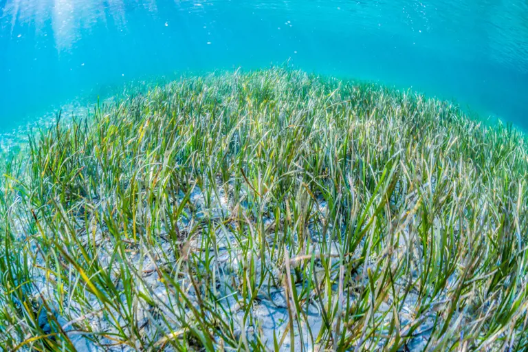 The presence, type and abundance of aquatic vegetation, such as eelgrass, are key indicators of the ecological status and environmental state of ocean and estuarine waters. 