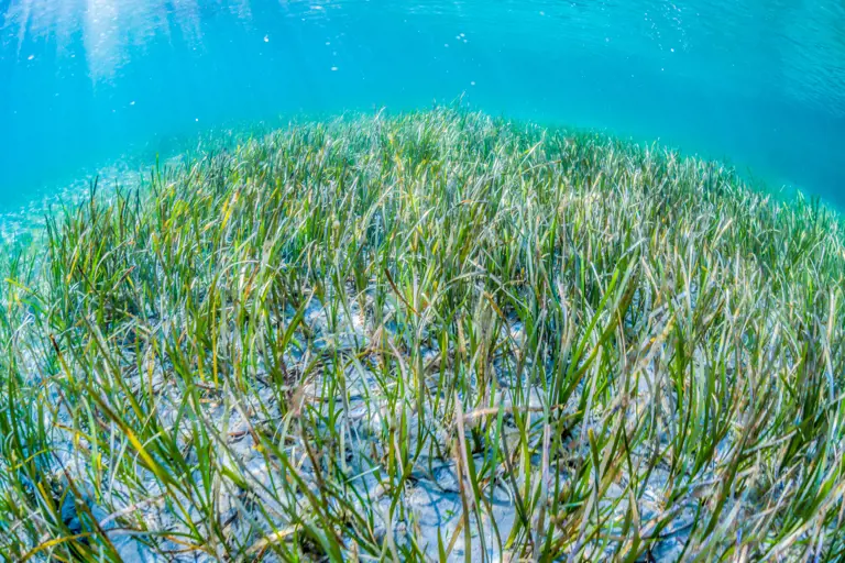 The presence, type and abundance of aquatic vegetation, such as eelgrass, are key indicators of the ecological status and environmental state of ocean and estuarine waters.