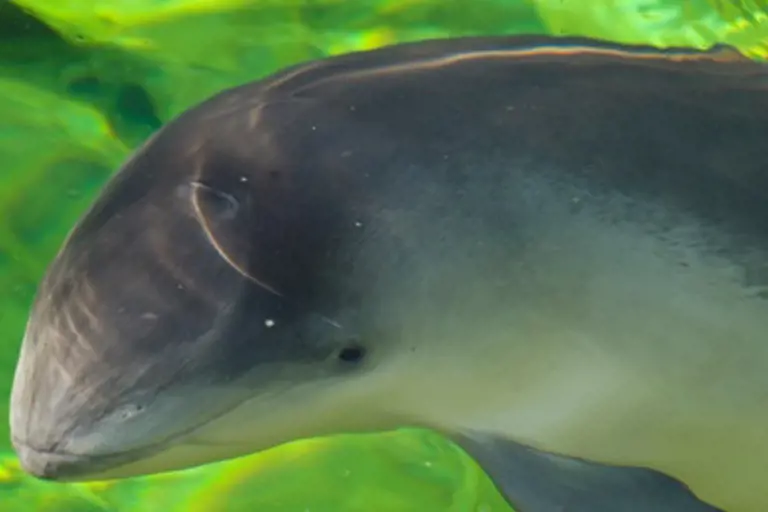 Polish wind farm developers need to ensure marine life and seabirds are protected throughout each project.