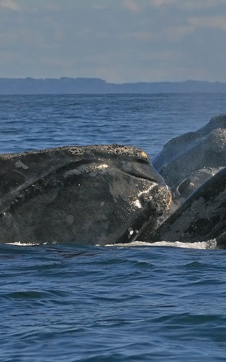 smartWhales: Applying integrated ecological modelling and operational systems to reduce risks to whales