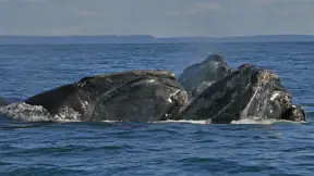 smartWhales: Applying integrated ecological modelling and operational systems to reduce risks to whales