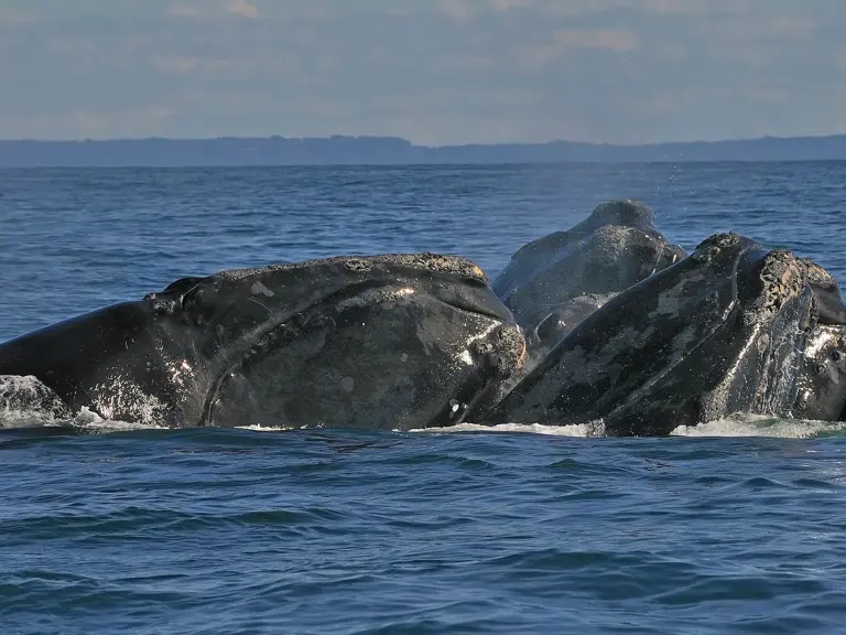 smartWhales: Applying integrated ecological modelling and operational systems to reduce risks to whales