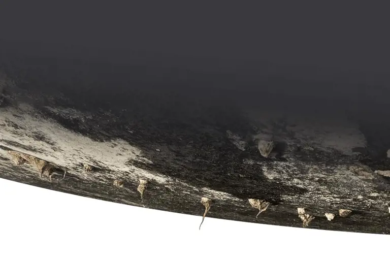 Biofouling on hull