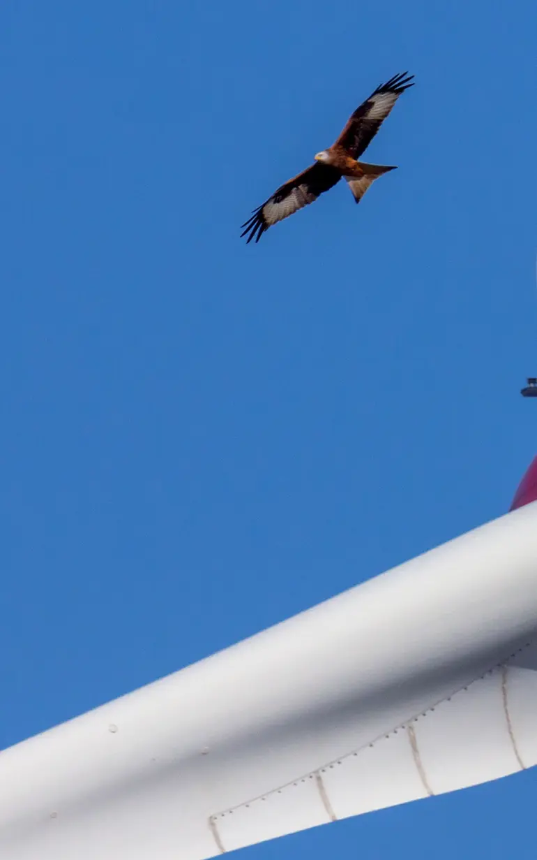 DHI launches new technology to protect seabirds from collision with offshore wind turbines