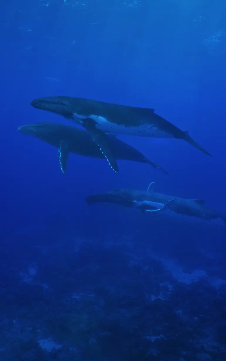 Whales migrating