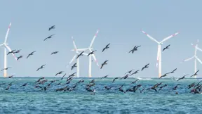 offshore wind birds