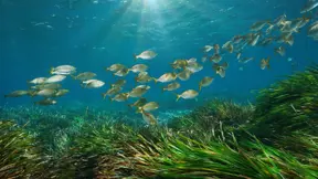 nature restoration seagrass