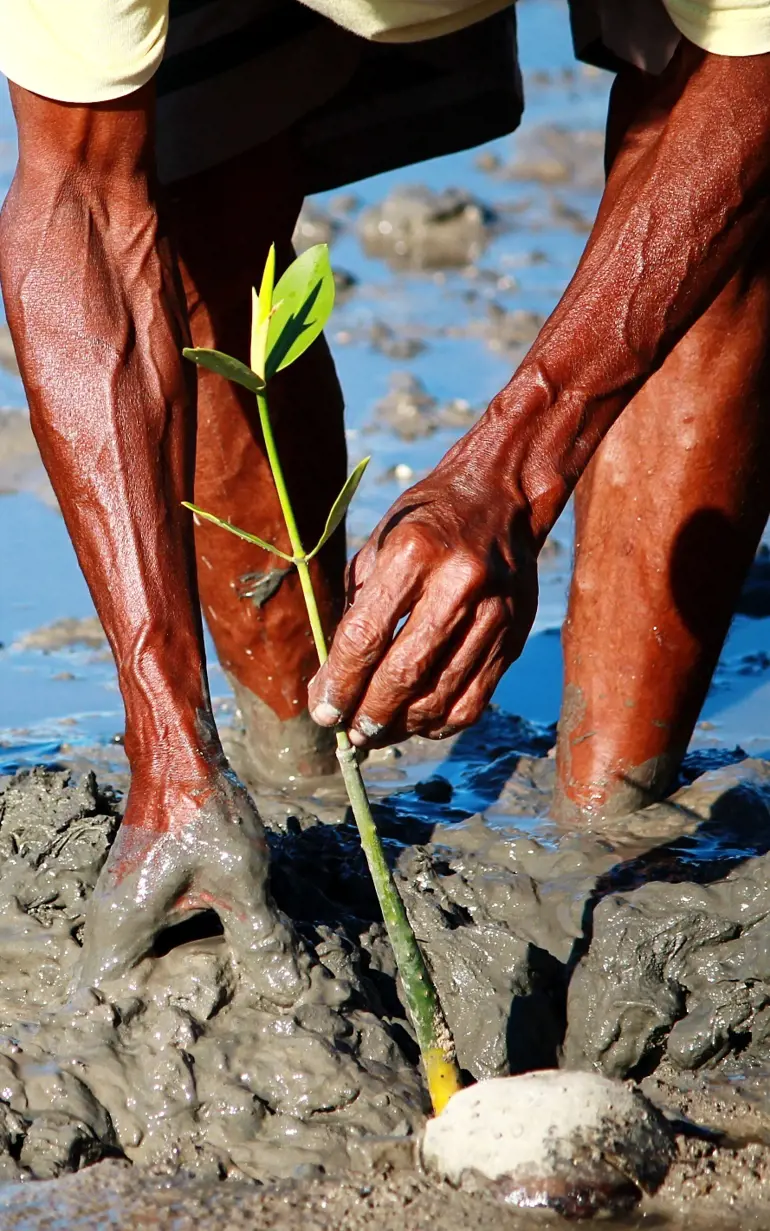 mangrove restoration Brunei