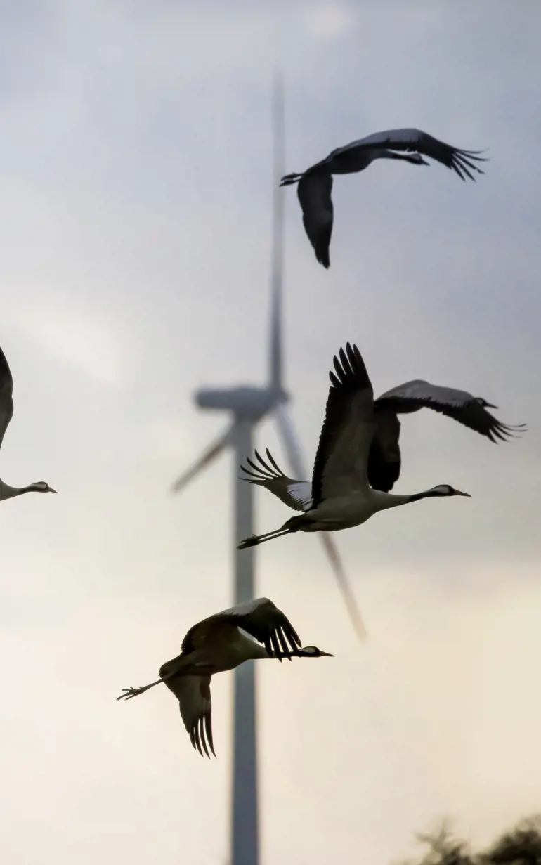 Wind turbines on the west coast of cumbria near workington, Cumbria, Uk, with a flock of Herring Gulls flying past