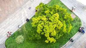 Planting smarter cities: Data-driven greening with 100KTREEs