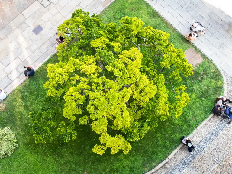Planting smarter cities: Data-driven greening with 100KTREEs