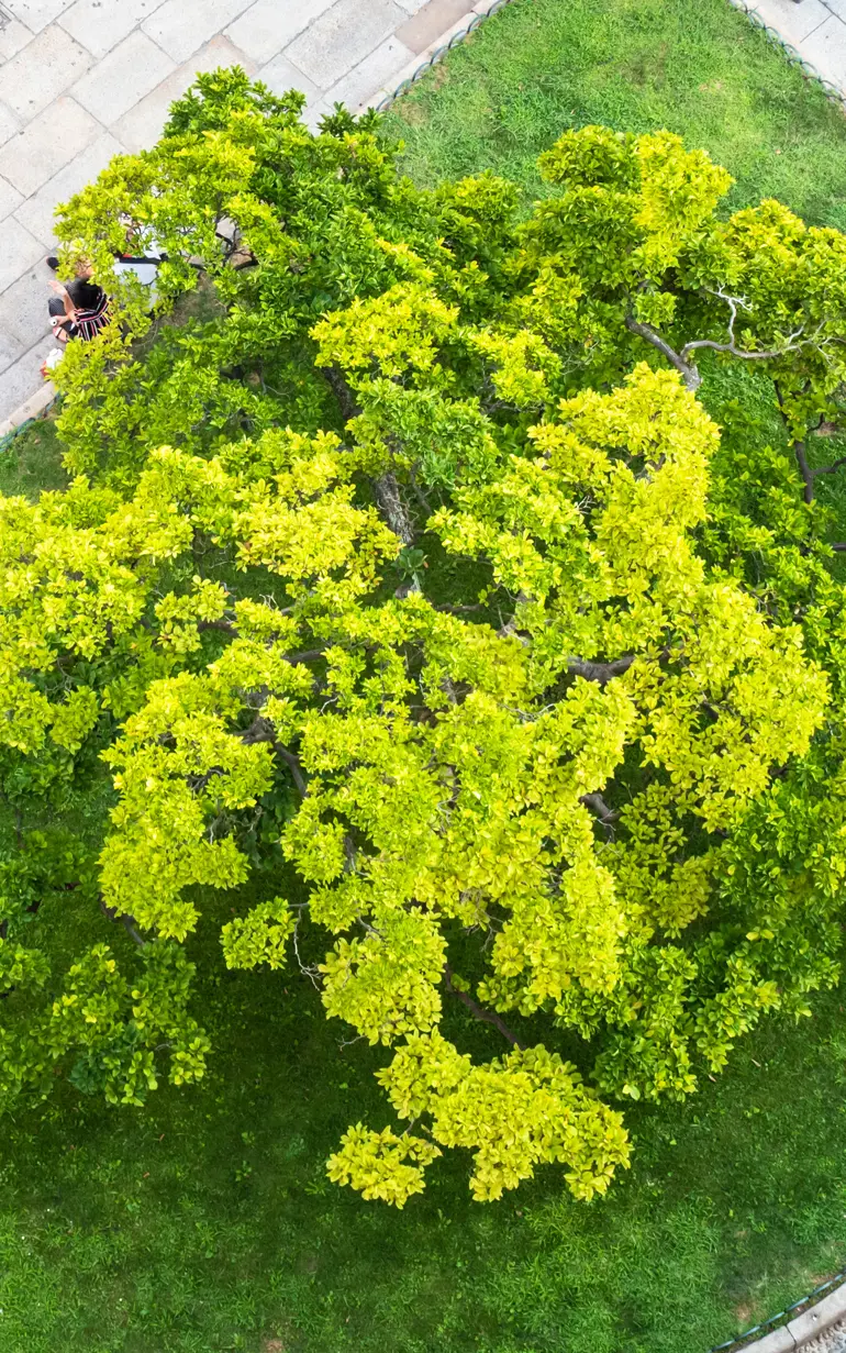 Urban trees