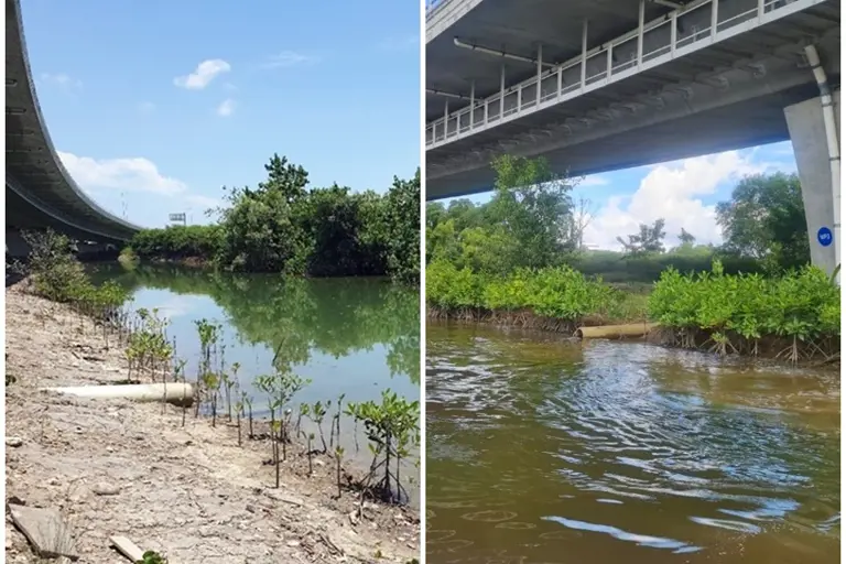 mangroves growth