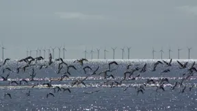 offshore wind farm