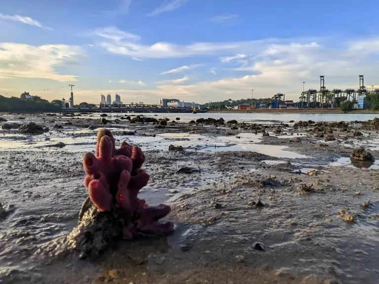 A data-driven approach to resilient climate adaptation planning in Singapore 