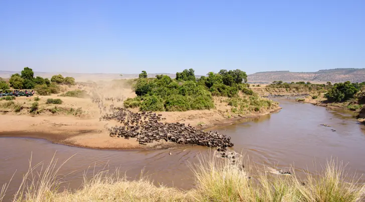 Landscape in the Masai mara with great wildebeest migration river crossing in Mara river.