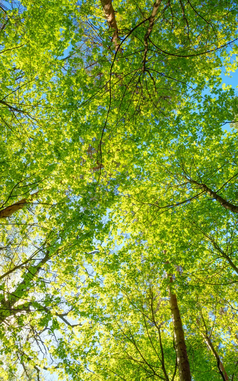 Header - Trees