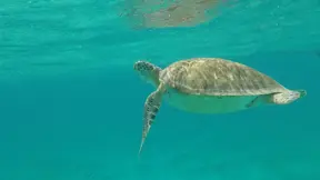Modelling in practice: Understanding underwater noise
