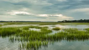 New Danish research centre will investigate wetlands’ potential in fighting global climate change