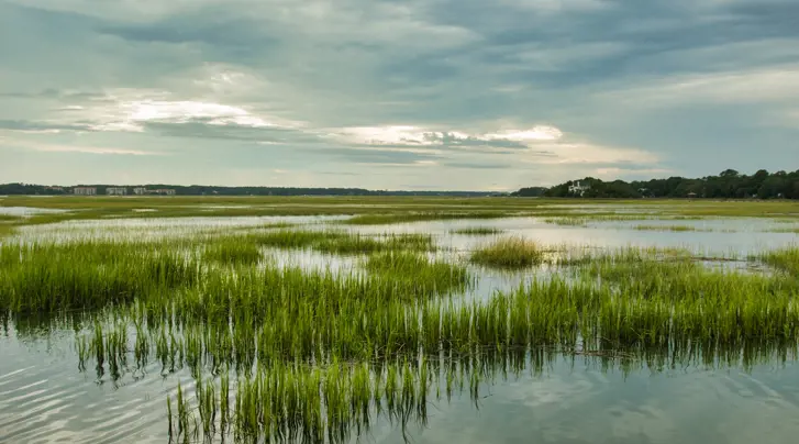 New Danish research centre will investigate wetlands’ potential in fighting global climate change