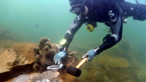 A delicate journey: Coral relocation supports sustainable port development in Singapore
