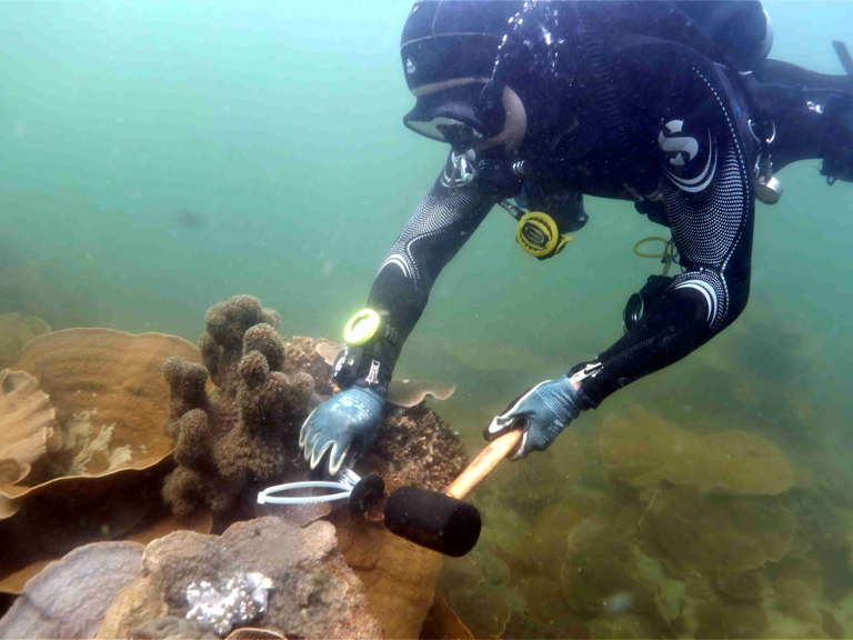 A delicate journey: Coral relocation supports sustainable port development in Singapore