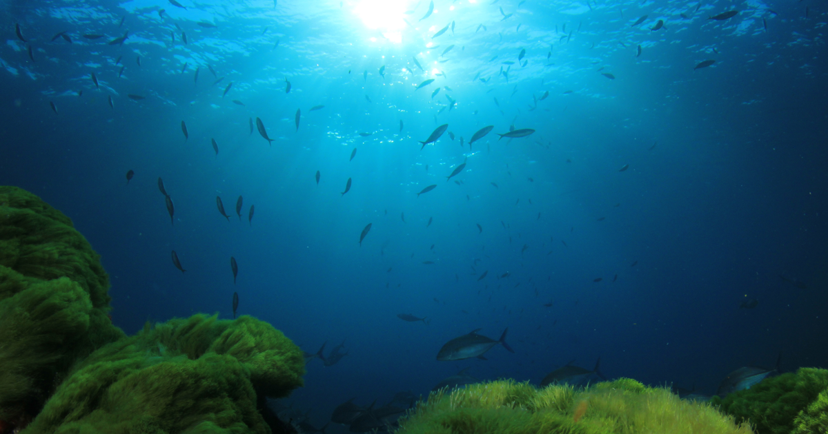 MIKE ECO Lab | Ecological Modelling Software