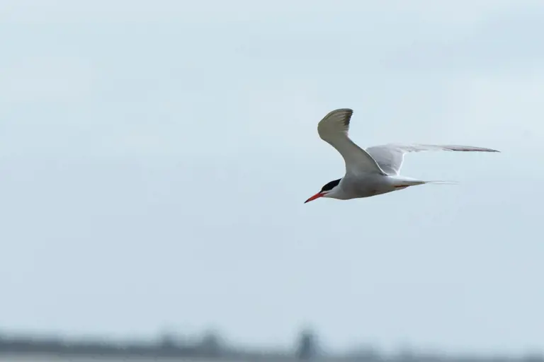 Migrating bird