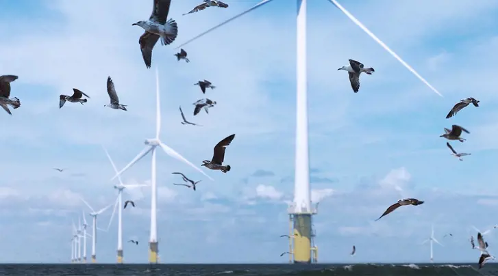 Ørsted and DHI develop bat and bird monitoring guidance for offshore wind industry